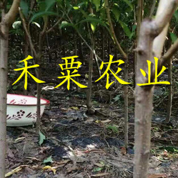 綿陽晚熟青脆李苗2公分價(jià)格。晚熟青脆李苗農(nóng)場(chǎng)