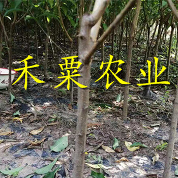 湖北恩施青脆李苗多少錢一根--青脆李子苗價格低。