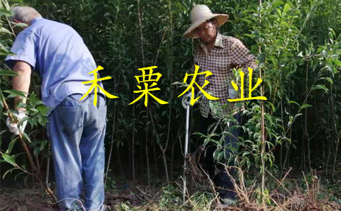 重庆武隆青脆李树苗价格--3年青脆李子苗厂家。