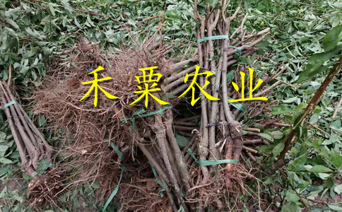 山西晚熟青脆李树苗3年价格。晚熟青脆李树苗示范基地