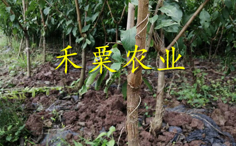 湖南邵阳青脆李苗批发哪家好--产量高青脆李子苗种植时间。