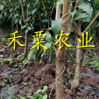 巴中青脆李苗價格及批發(fā)。青脆李苗批發(fā)
