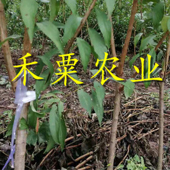 福建青脆李子樹(shù)苗嫁接技術(shù)。青脆李子樹(shù)苗農(nóng)場(chǎng)