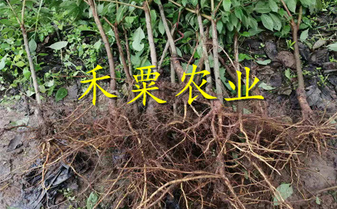 重庆涪陵青脆李树苗价格--2公分青脆李子苗产地。
