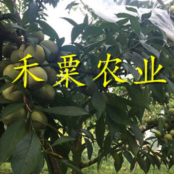 巴中晚熟青脆李樹(shù)苗棵棵精選根系發(fā)達(dá)。晚熟青脆李樹(shù)苗生產(chǎn)基地