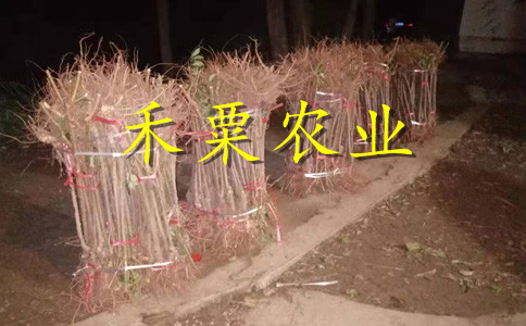 青脆李苗种植基地。点击进来获取报价