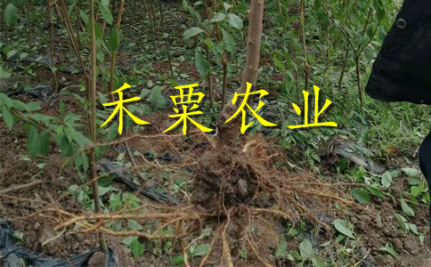 湖南邵阳青脆李苗批发哪家好--产量高青脆李子苗种植时间。