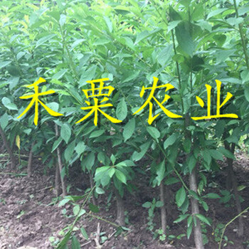 脆紅李樹苗生產(chǎn)基地。有苗木銷售合同