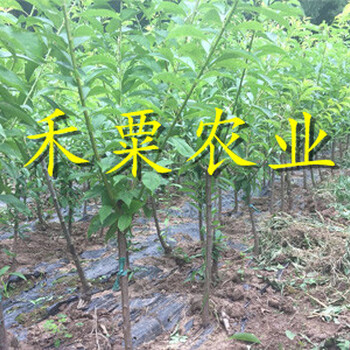 江蘇脆紅李苗種植收益好。脆紅李苗農(nóng)場(chǎng)