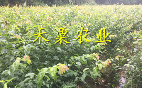 重庆脆红李子苗修剪注意。脆红李子苗示范基地