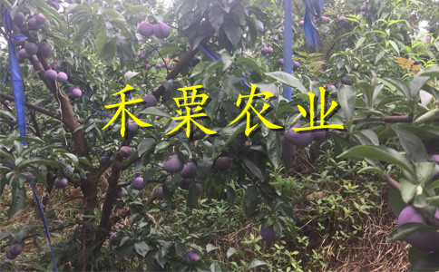 贵阳脆红李子苗格。脆红李子苗种植基地