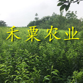南充脆紅李苗一棵價格。脆紅李苗品種介紹