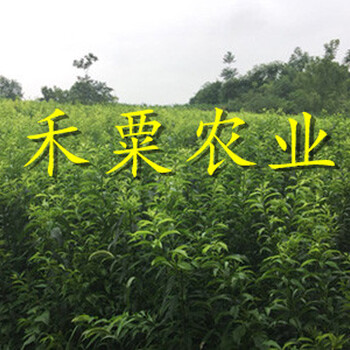 十堰脆紅李苗1公分價(jià)格。脆紅李苗種苗批發(fā)