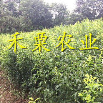 四川眉山脆红李苗基地-_3公分脆红李子苗种植技术。