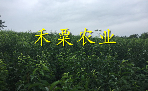 湖南晚熟脆紅李苗1年價格。晚熟脆紅李苗種植基地