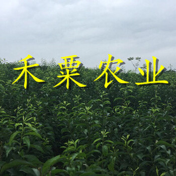 云南脆紅李苗哪里有賣？-_云南裸根脆紅李苗價(jià)格