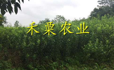 陕西晚熟脆红李树苗果树研培基地。晚熟脆红李树苗物有所值