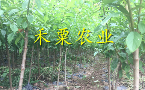 重庆南川脆红李苗供应-_成活率高脆红李树苗产地。