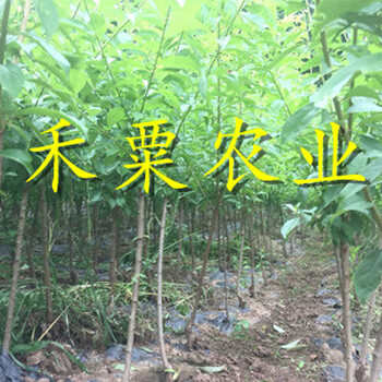 四川南充脆紅李苗木基地-_特晚熟脆紅李子苗種植技術(shù)。