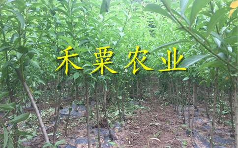 茂县晚熟脆红李树苗新品种价格。晚熟脆红李树苗销售