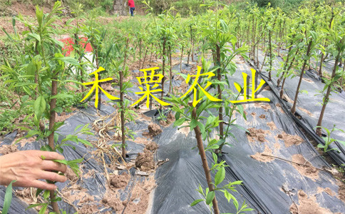 重庆梁平脆红李树苗供应商-_次年挂果脆红李子苗繁育基地。