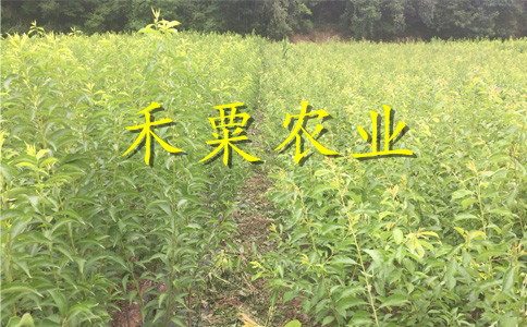 南充脆红李树苗补肥技术。脆红李树苗生产苗圃