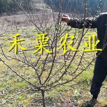 重庆脆红李苗价格-_重庆红脆李苗价格多少图片