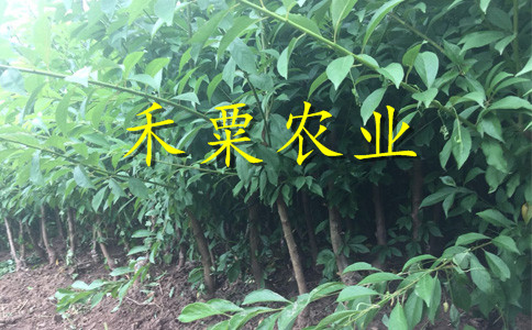 茂县脆红李树苗产地。脆红李树苗生产苗圃