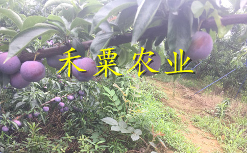 重庆渝北脆红李苗多少钱一根-_成活率高脆红李苗厂家。
