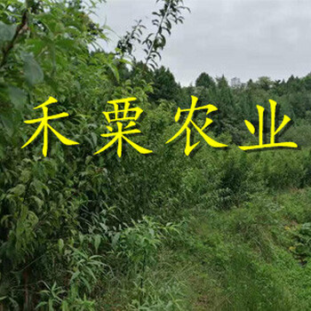 漢中脆紅李子苗幼樹(shù)修剪技術(shù)。脆紅李子苗供應(yīng)