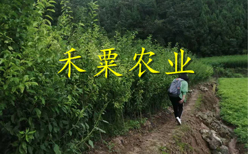 绵阳晚熟脆红李树苗晚熟批发。晚熟脆红李树苗示范基地