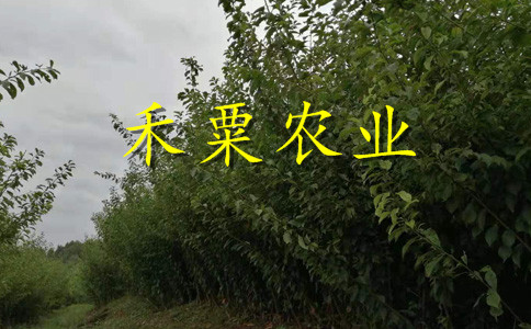 湖北荆州脆红李苗新品种价格-_极晚熟脆红李树苗价格公道。