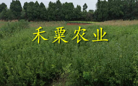 浙江脆红李树苗几月成熟。脆红李树苗示范基地