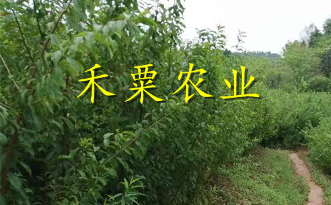 安康晚熟脆红李树苗产量大，丰产期长。。晚熟脆红李树苗出售