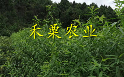 湖南邵阳脆红李苗批发基地-_特晚熟脆红李子苗种植时间。