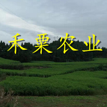 江蘇脆紅李苗供應(yīng)-_高產(chǎn)脆紅李子樹苗基地。