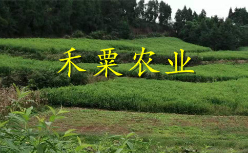 達(dá)州晚熟脆紅李樹(shù)苗衰老期修剪。晚熟脆紅李樹(shù)苗銷(xiāo)售