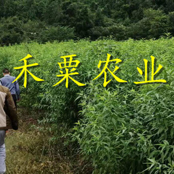 毕节脆红李子苗生产厂家。脆红李子苗示范基地