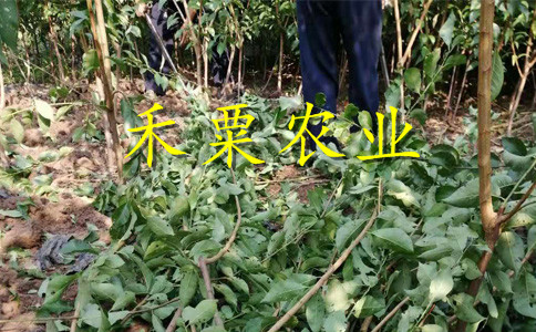 重庆梁平脆红李树苗供应商-_次年挂果脆红李子苗繁育基地。