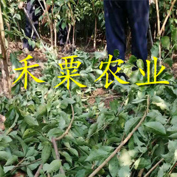 南充脆紅李子苗可數(shù)倍盈利。脆紅李子苗求購(gòu)