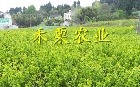 重庆涪陵脆红李苗报价-_成活率高脆红李树苗产地。