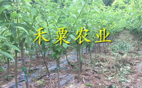 贵阳脆红李子苗格。脆红李子苗种植基地