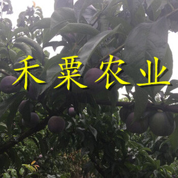湖北神農(nóng)架脆紅李樹苗供應(yīng)商-_脆紅李子苗價格實惠。