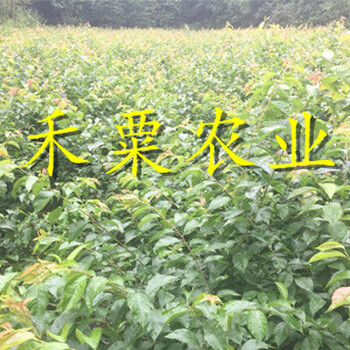 山西脆紅李樹苗常年培育種子。脆紅李樹苗農(nóng)場