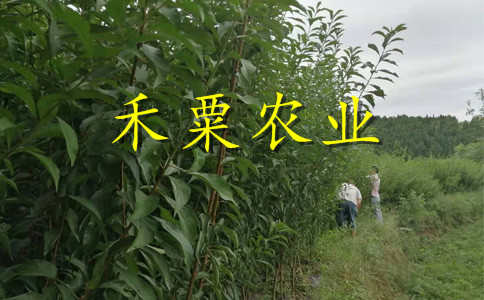 重庆永川脆红李苗多少钱一棵-_成活率高脆红李树苗产地。