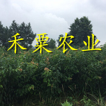 贵阳脆红李子苗格。脆红李子苗种植基地