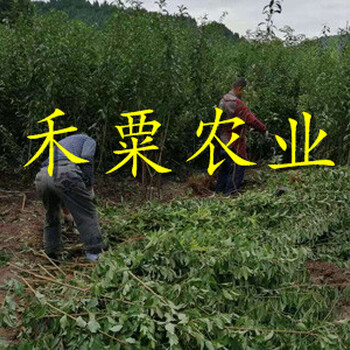 湖南脆紅李子苗批發(fā)行情。脆紅李子苗銷售