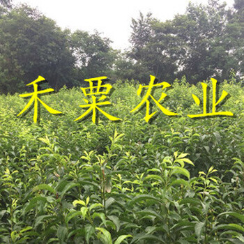 廣西脆紅李苗流膠病防治。脆紅李苗生產(chǎn)基地