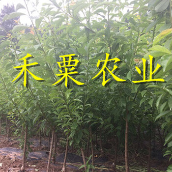 重庆潼南脆红李树苗供应商-_批发脆红李子苗批发价格。
