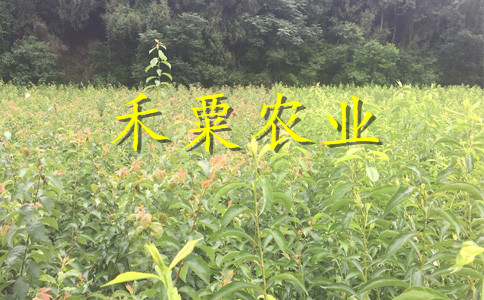 浙江脆红李树苗几月成熟。脆红李树苗示范基地